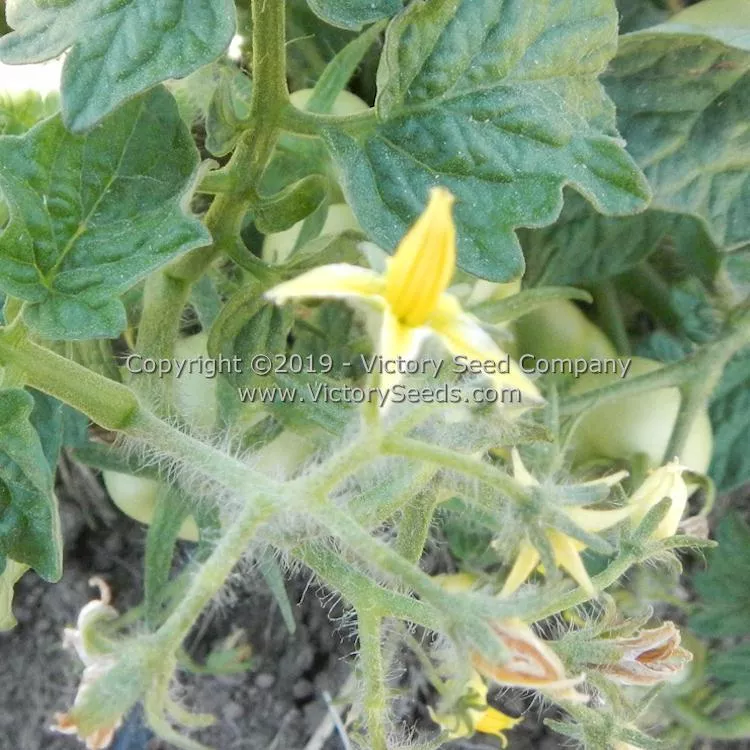 Puck Tomato
