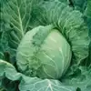 Copenhagen Market Cabbage