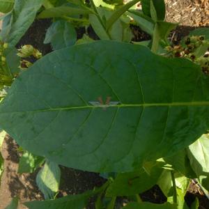 Bahia Tobacco
