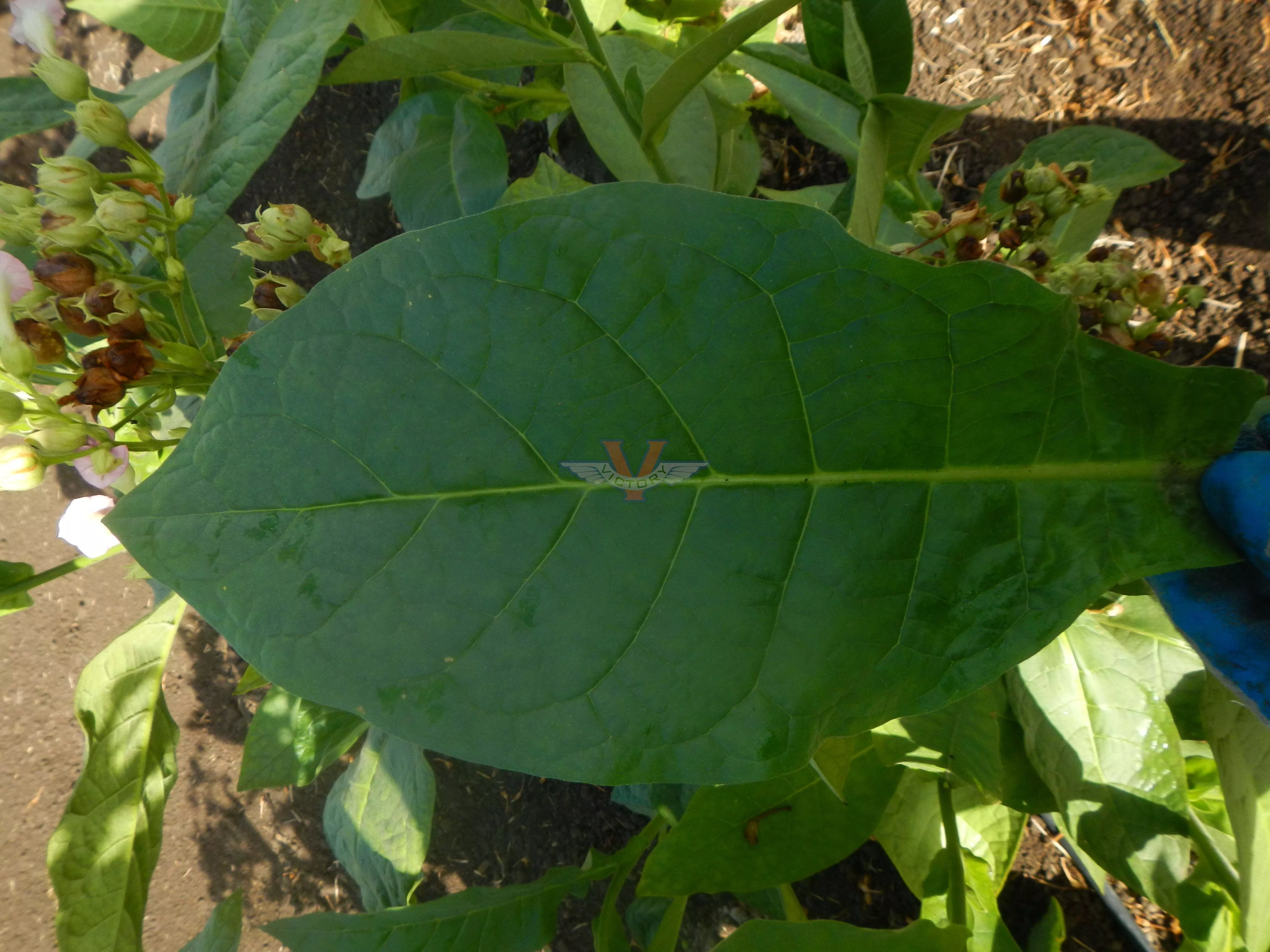 Bahia Tobacco