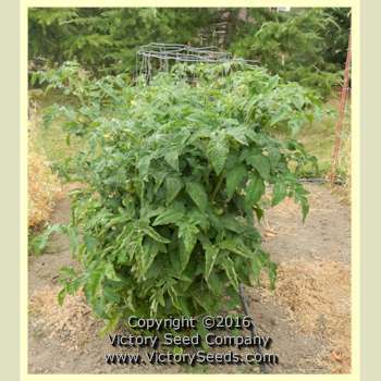 Mallee Rose Tomato