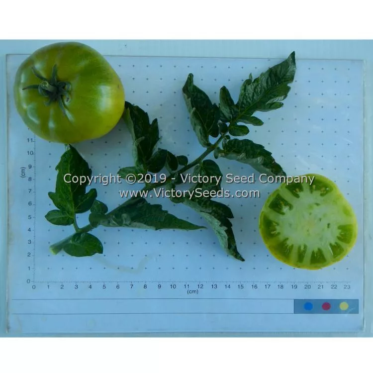 Dwarf Amy's Ohio Tomato