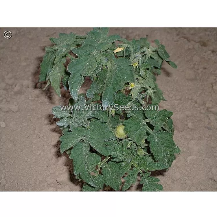 Puck Tomato