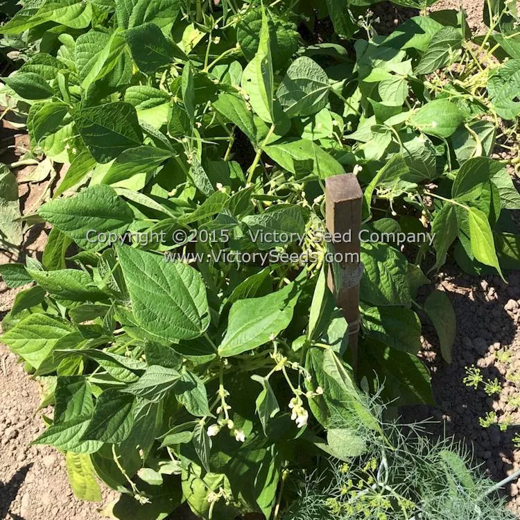 Brittle Wax (Brittlewax) Bush Snap Garden Bean