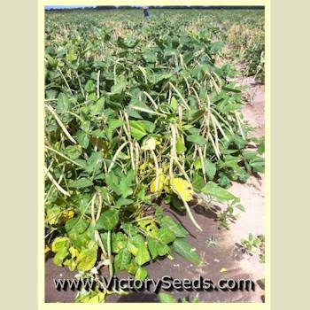 Dixielee Southern Pea
