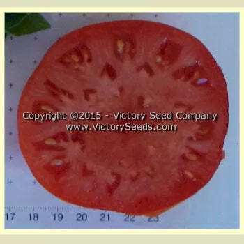 Wayahead Tomato