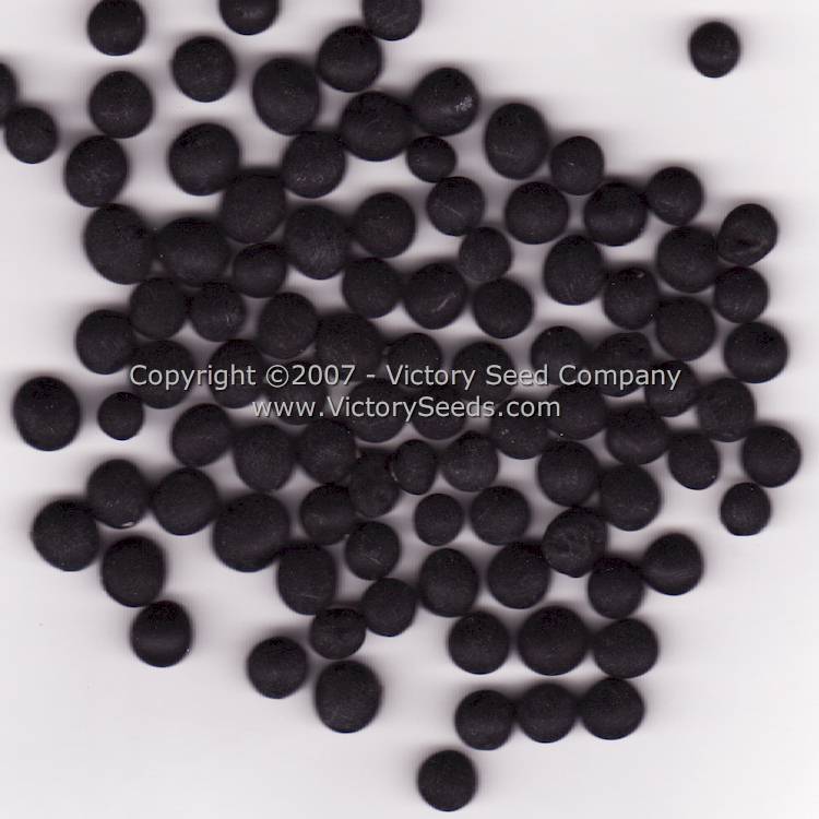 Black Jet Soybean
