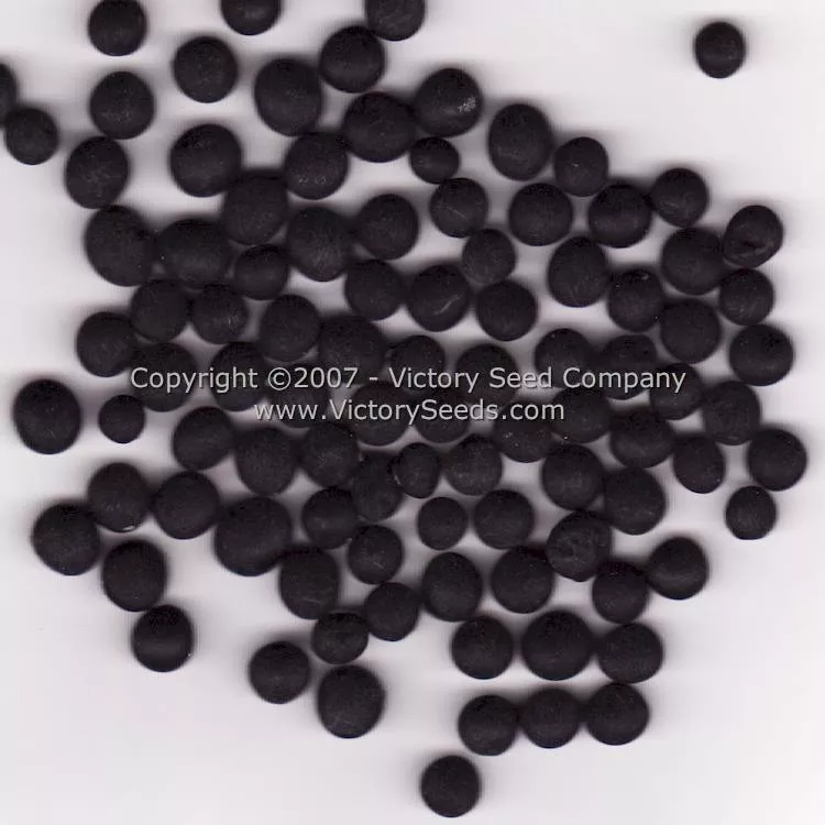 Black Jet Soybean