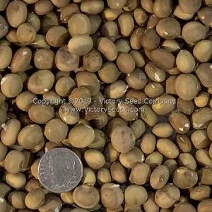 Fledderjohn Soybean