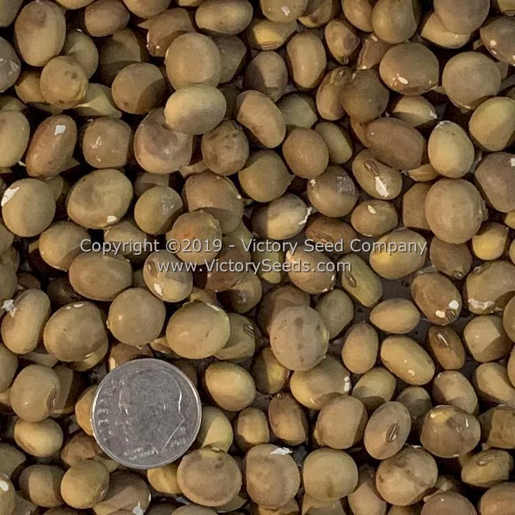 Fledderjohn Soybean
