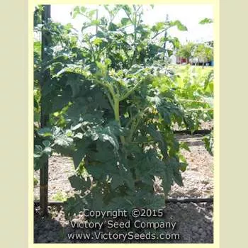 Burpee's Golden Dwarf Champion (Golden Dwarf Champion) Tomato