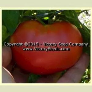 Burpee's Fordhook First Tomato