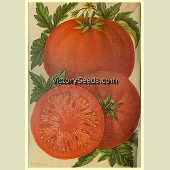 Cardinal Tomato