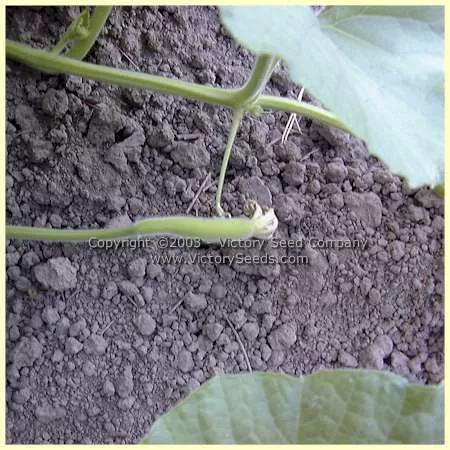 Cucuzzi Italian Edible Gourd