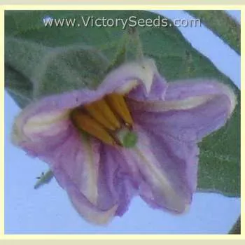 Diamond Eggplant
