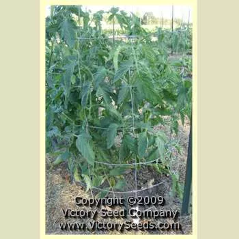 Condon's Peerless Tomato