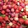 Easter Egg Blend Radish