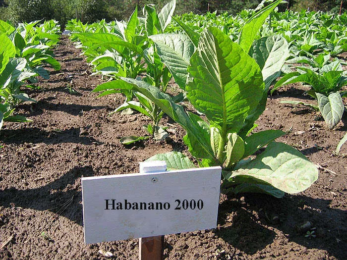 Habano 2000 Tobacco