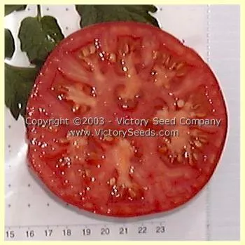 Livingston's Main Crop Pink Tomato