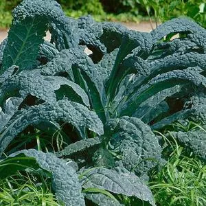 Lacinato, Black or Dinosaur Kale (Nero Di Toscana)