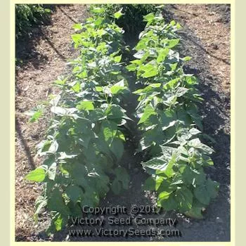 Gaia Garden Bean