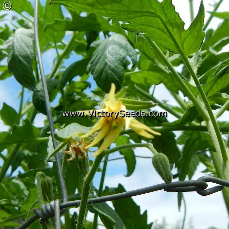 Carter's Mortgage Lifter Tomato
