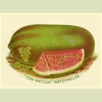 Tom Watson Watermelon
