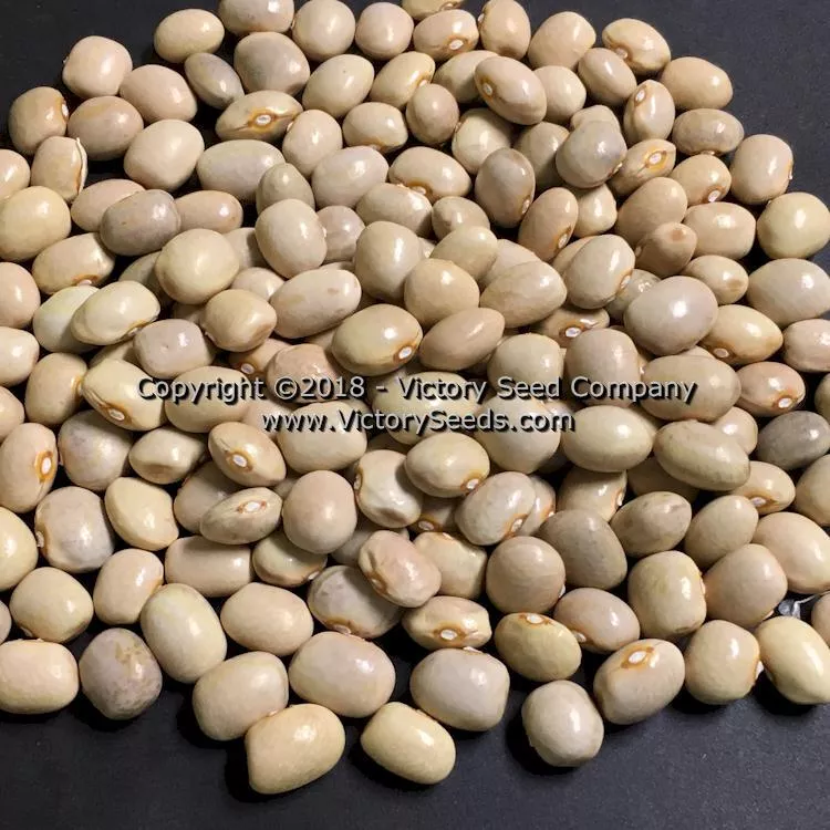 Romano Pole Green Garden Bean