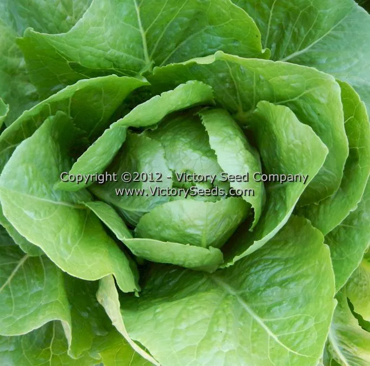 Parris Island Cos Romaine Lettuce