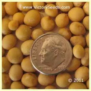 Ohozyu Soybean