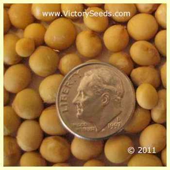 Ohozyu Soybean