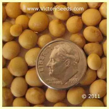 Ohozyu Soybean