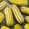 Delicata Winter Squash
