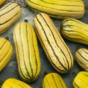 Delicata Winter Squash