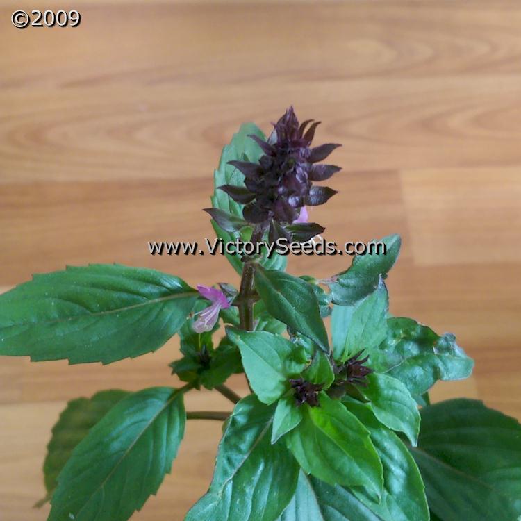 Basil, Licorice or Thai