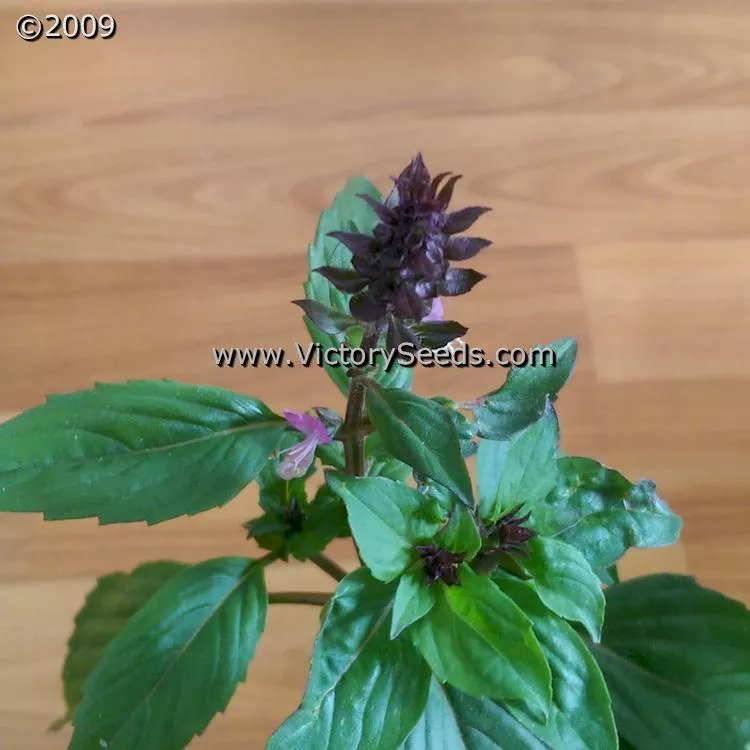 Basil, Licorice or Thai
