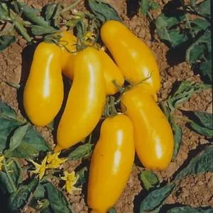 Banana Legs Tomato