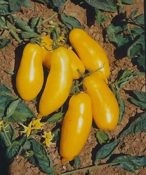 Banana Legs Tomato