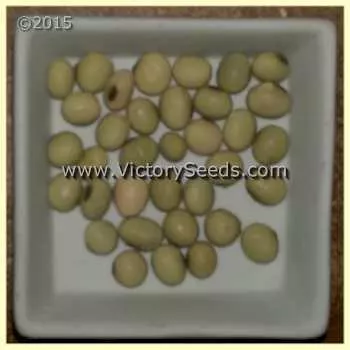 Tohya Soybean