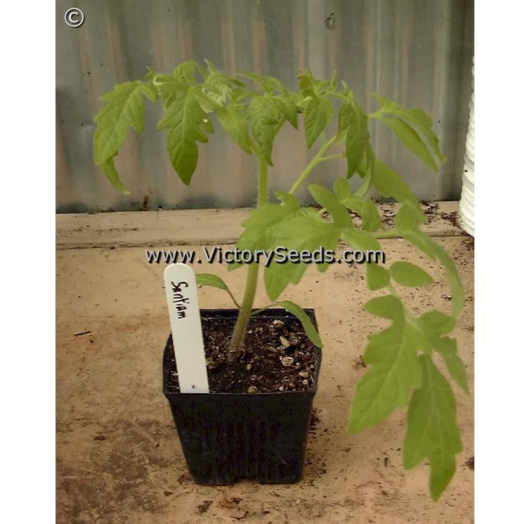 Santiam Tomato