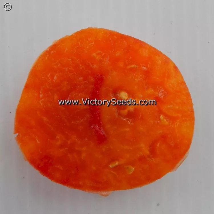 Dwarf Gloria's Treat Tomato