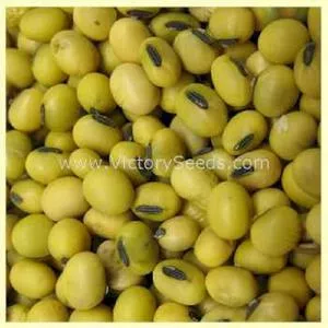 Flambeau Soybean