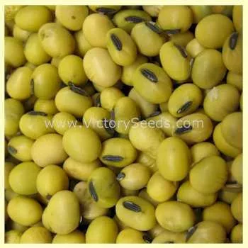 Flambeau Soybean