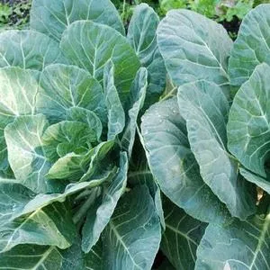 Georgia (Southern) Collards