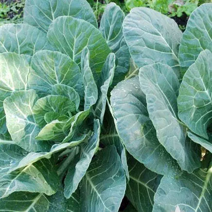 Georgia (Southern) Collards
