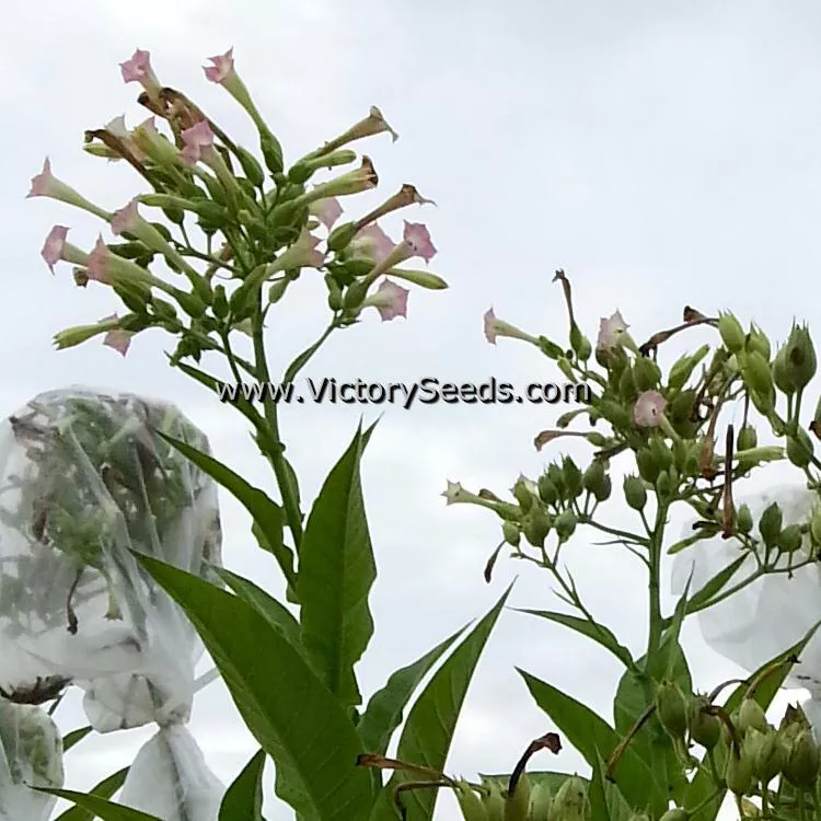 Virginia 509 Tobacco