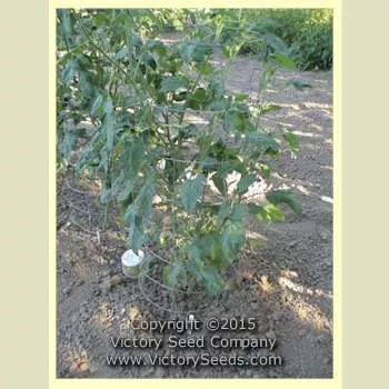Green Giant Tomato