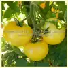 Burpee's Golden Dwarf Champion (Golden Dwarf Champion) Tomato