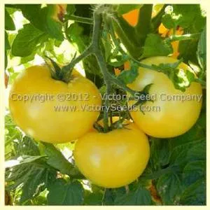 Burpee's Golden Dwarf Champion (Golden Dwarf Champion) Tomato