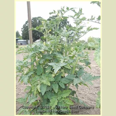 Dwarf Moliagul Moon Tomato